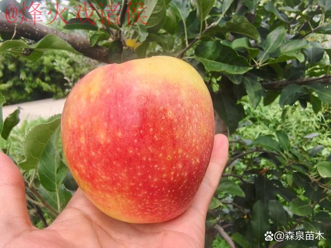 世界杯外围苹果最佳